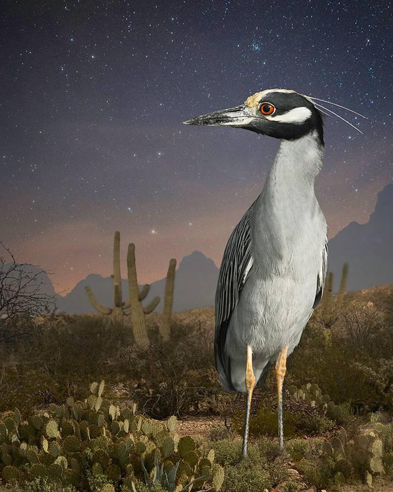 Landscape Photograph de Cheryl Medow - Garza nocturna en Tucson