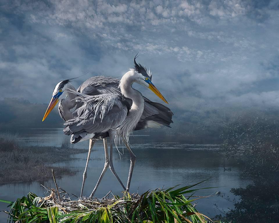 Cheryl Medow Color Photograph - Great Blue Courtship