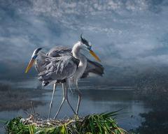 Great Blue Courtship