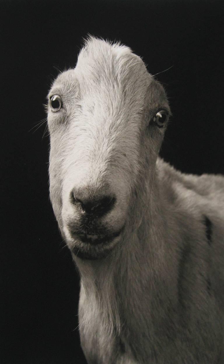 Carl #1 von Kevin Horan zeigt das Porträt einer hellen Ziege mit angelegten Ohren, die geradeaus starrt. Dieses Foto ist als 14 x 11 Zoll großer archivierter Pigmentdruck aufgeführt, wobei das Papierformat 17 x 13 Zoll beträgt. Sie ist in einer