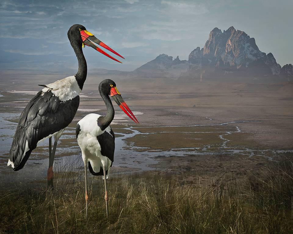 Cheryl Medow Landscape Photograph - Saddle-Billed Storks