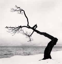 Kussharo Lake Tree, Study 15, Kotan, Hokkaido, Japan