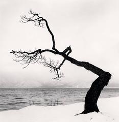 Kussharo Lake Tree, Study 15, Kotan, Hokkaido, Japan 9
