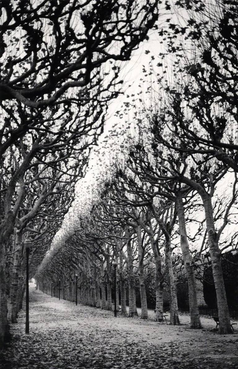 Le Jardin des Plantes, étude 1, Paris, France de Michael Kenna présente une scène paisible. De grands arbres aux branches dénudées bordent la route du parc, menant à un bâtiment au loin.  Des bancs publics et des lampadaires sont visibles par