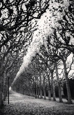 Vintage Jardin des Plantes, Study 1, Paris, France by Michael Kenna, 1988