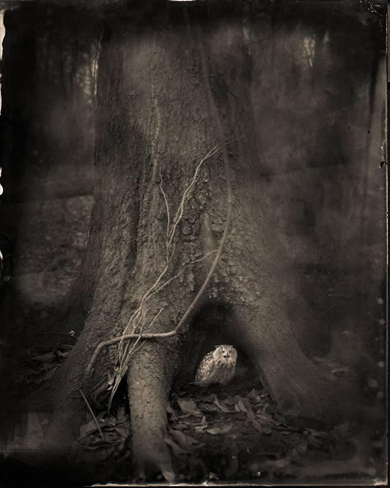 Keith Carter b.1948 Black and White Photograph - Tree Roots, from Ghostland