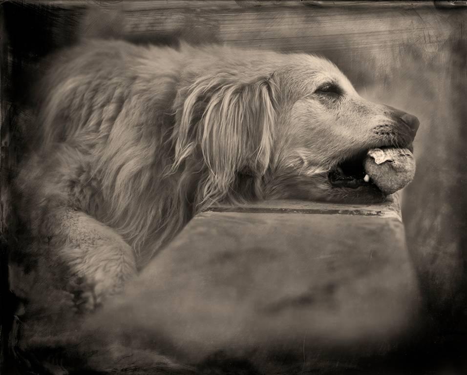 Portrait Photograph Keith Carter b.1948 - Tennis Ball by Keith Carter, 2015, Archival Pigment Print