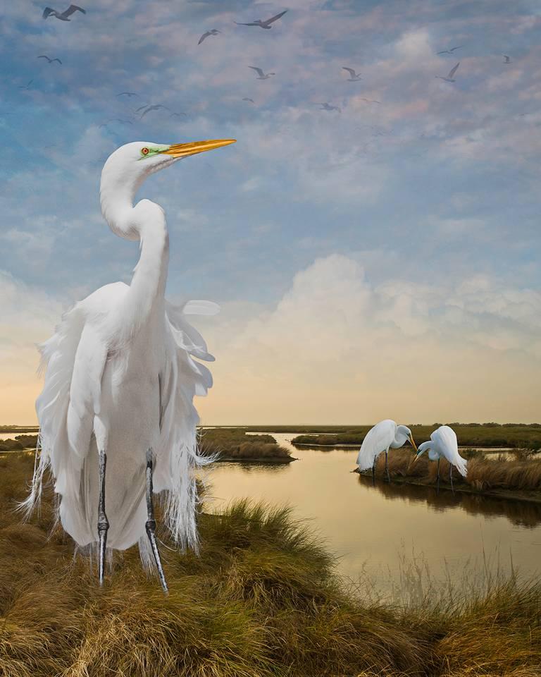 Cheryl Medow Portrait Photograph – Große Egrets im Bayou