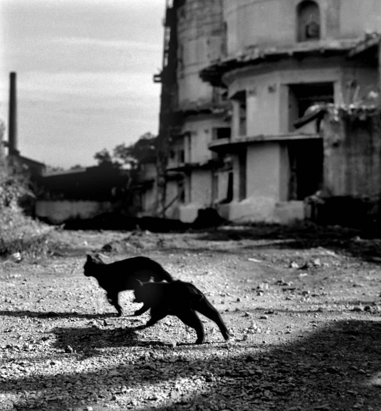 Igor Malijevsky Black and White Photograph - Kladno (Cats)