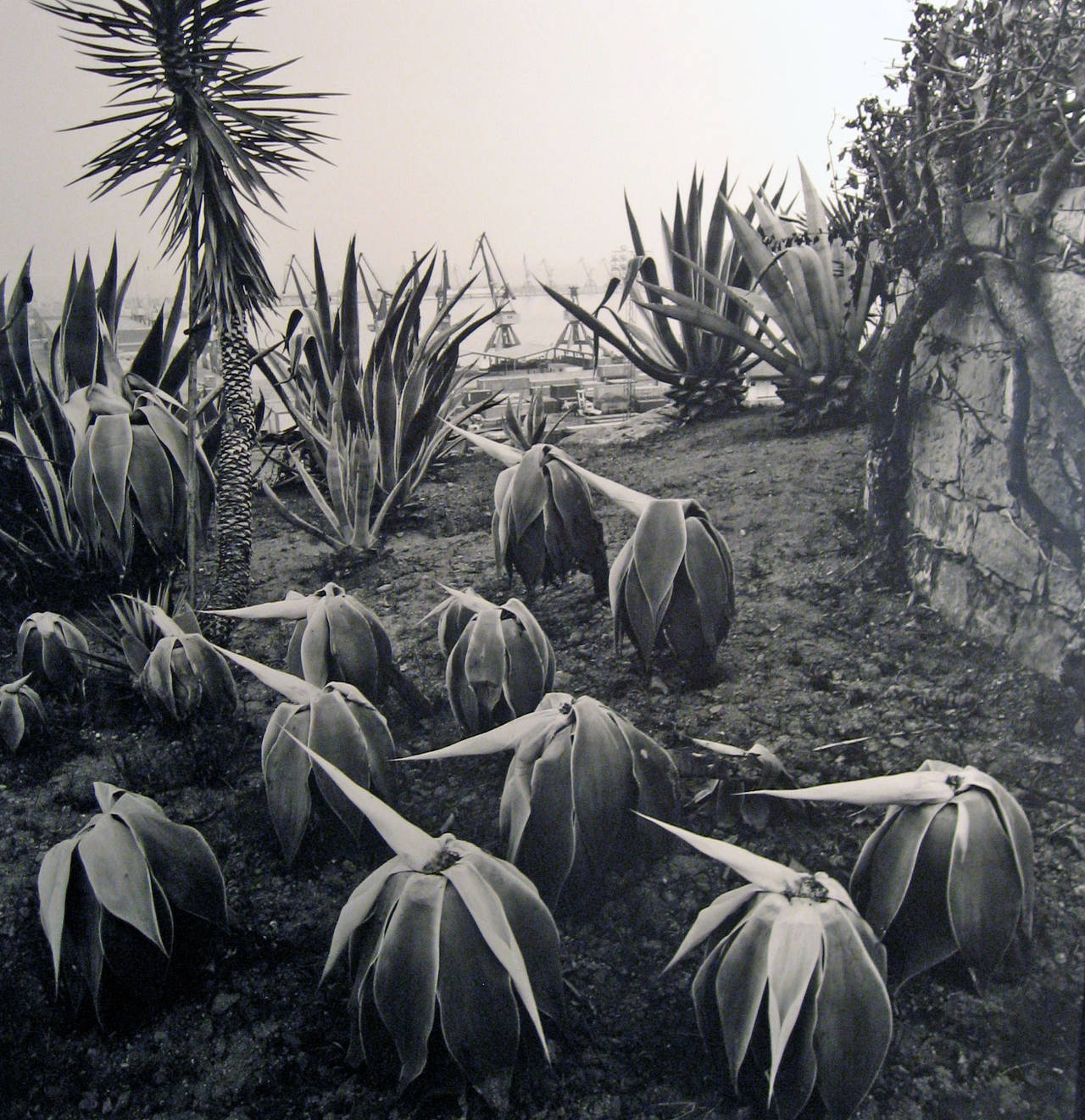 Costa Llobero Garden, Barcelona von Joan Fontcuberta ist ein 15 x 14 3.4 inch Gelatinesilberdruck und hat eine Auflage von 22/100. Dieses Foto zeigt verwelkte Yucca-Pflanzen in einem Garten. Dieses Foto ist auf der Rückseite signiert, betitelt,