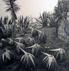 Costa Llobero Garden, Barcelone par Joan Fontcuberta, 1985, Tirage gélatino-argentique