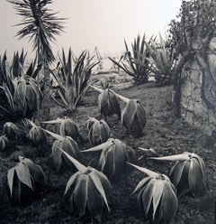 Costa Llobero, Garten, Barcelona, von Joan Fontcuberta, 1985, Silber-Gelatinedruck