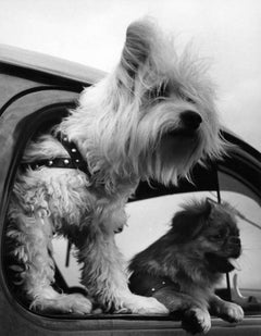 Joy Riders von John Albok, 1938, Silber-Gelatinedruck, Fotografie