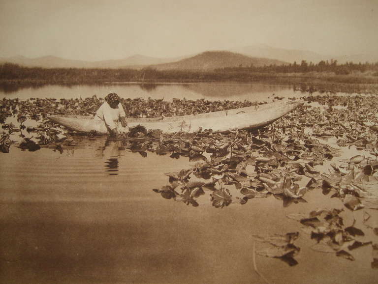 Edward S. Curtis Landscape Photograph - Gathering Wokas - Klamath, pl. 460