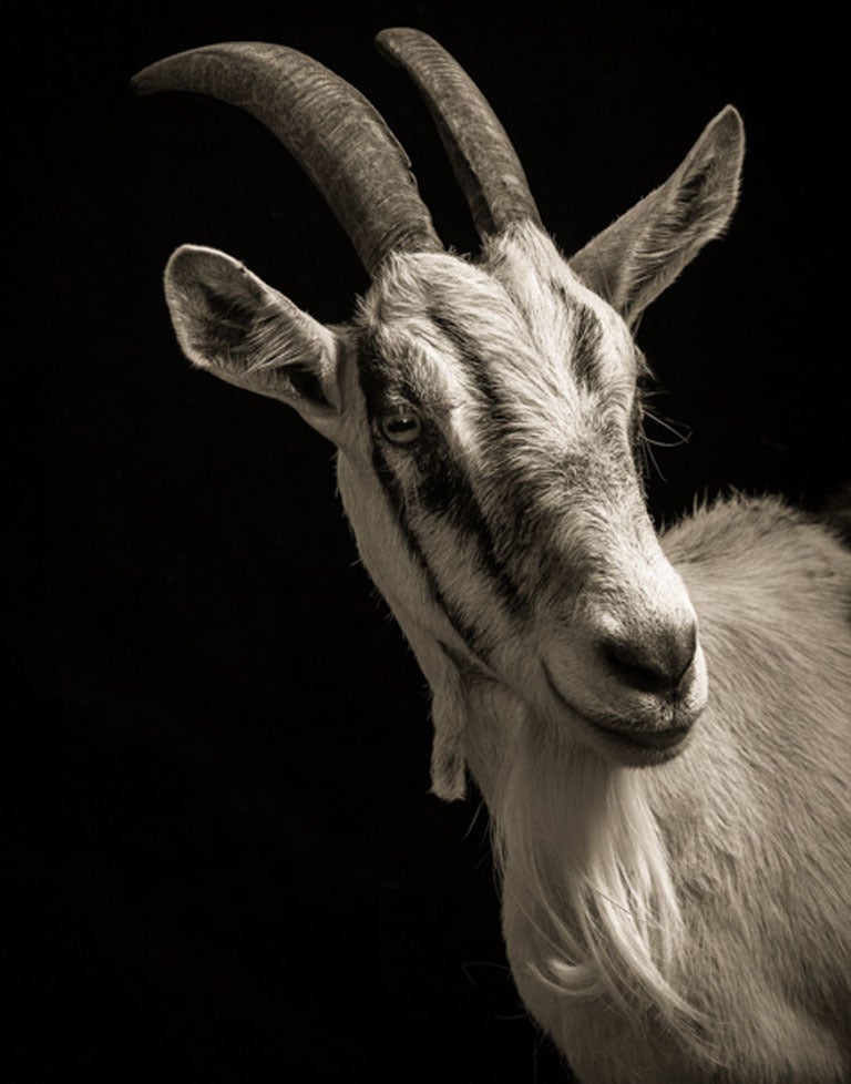 Kevin Horan Portrait Photograph – Isabella #1, aus der Serie, Chattel - Ziegenporträt, Bauerntier