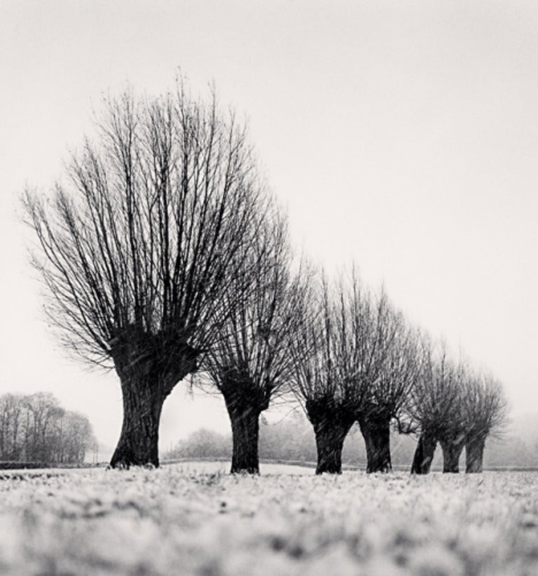 Seven Pollarded Trees, Capaize, Bourgogne, France