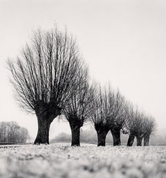 Sept arbres têtards, Capaize, Bourgogne, France