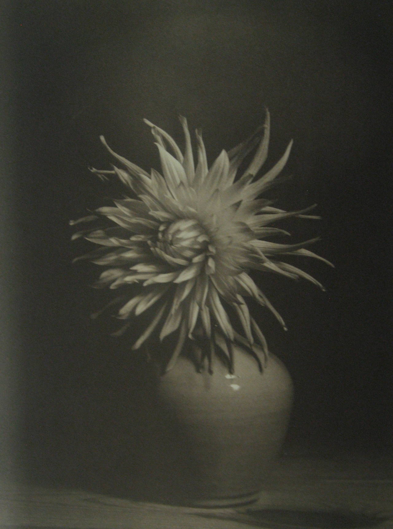 Jan Van Leeuwen Black and White Photograph - Dahlia