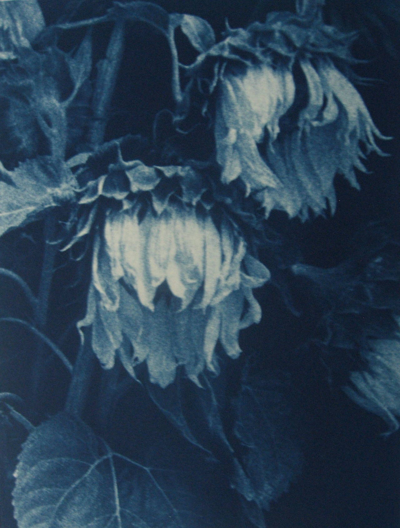 Sunflowers by Jan Van Leeuwen presents two sunflowers, slightly dried and wilted, bathed in a deep saturated blue. 

Sunflowers by Jan Van Leeuwen is a 16 x 12 inch cyanotype print. It is signed and dated with print date, print type, and artist
