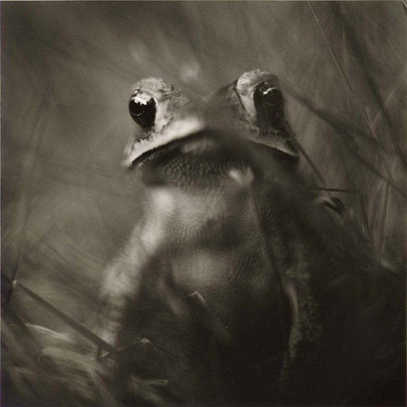 David Johndrow Figurative Photograph - Toad