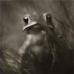 Vintage Toad