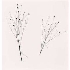 Two Winter Stalks, Biei, Hokkaido, Japan 2