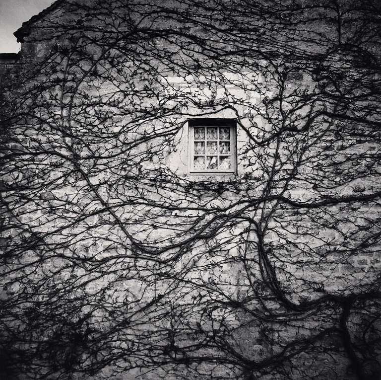 Michael Kenna Landscape Photograph - Window and Vines, Abbaye de Fontenay, Bourgogne, France