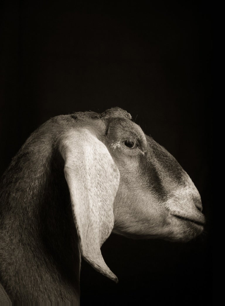 Kevin Horan Black and White Photograph - Velvet #2