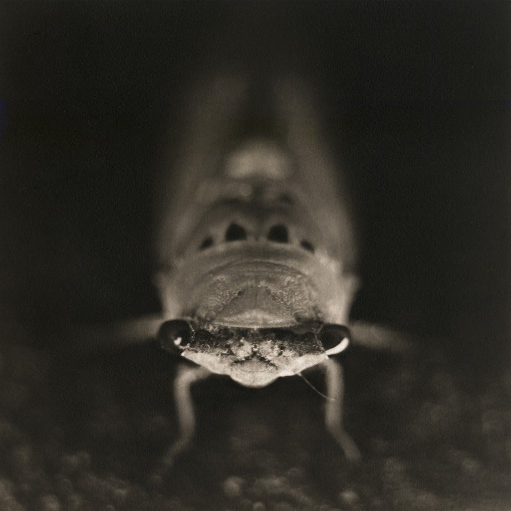 David Johndrow Black and White Photograph - Cicada