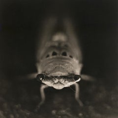 Cicada (cigale)
