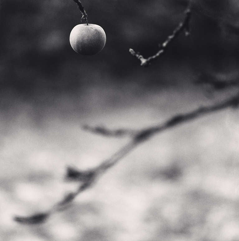 Winter Apple, Chateau de Haroue, Lorraine, France
