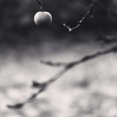 Winter Apfel, Chateau de Haroue, Lorraine, Frankreich