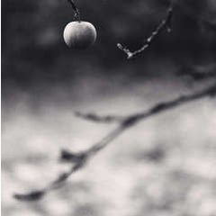 Winter Apple, Chateau de Haroue, Lorraine, France 11