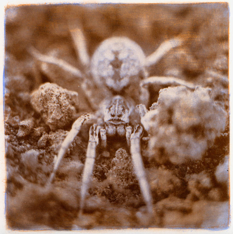 David Johndrow Color Photograph - Wolf Spider