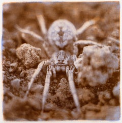 Wolf Spider