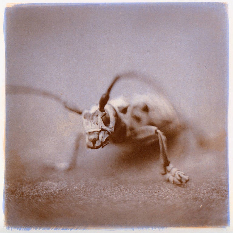 David Johndrow Figurative Photograph – Baumwollholzborkenkäfer