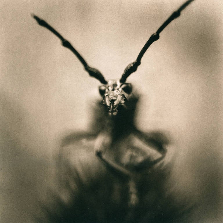 David Johndrow Figurative Print - Longhorn Beetle