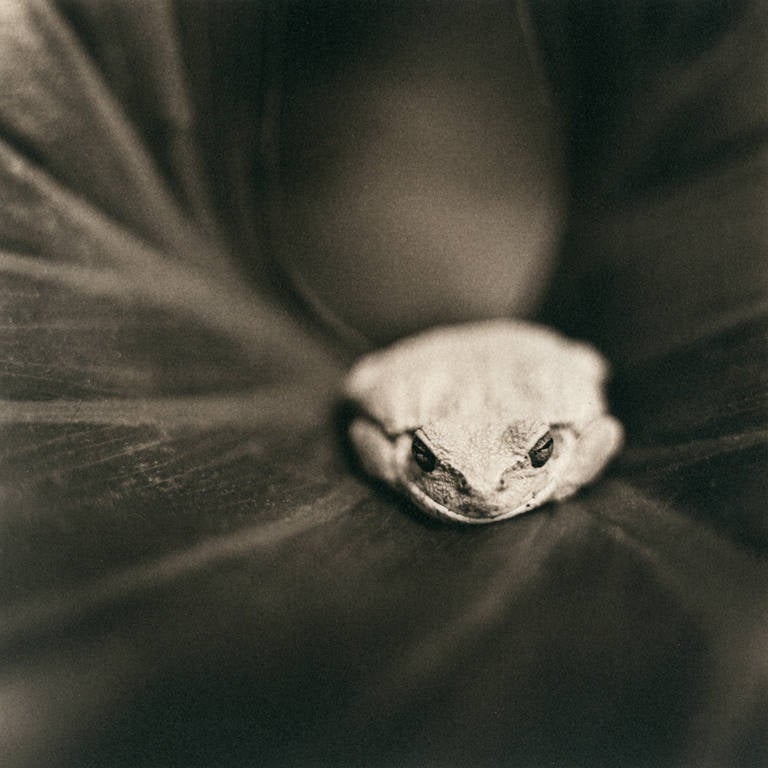 David Johndrow Black and White Photograph - Tree Frog