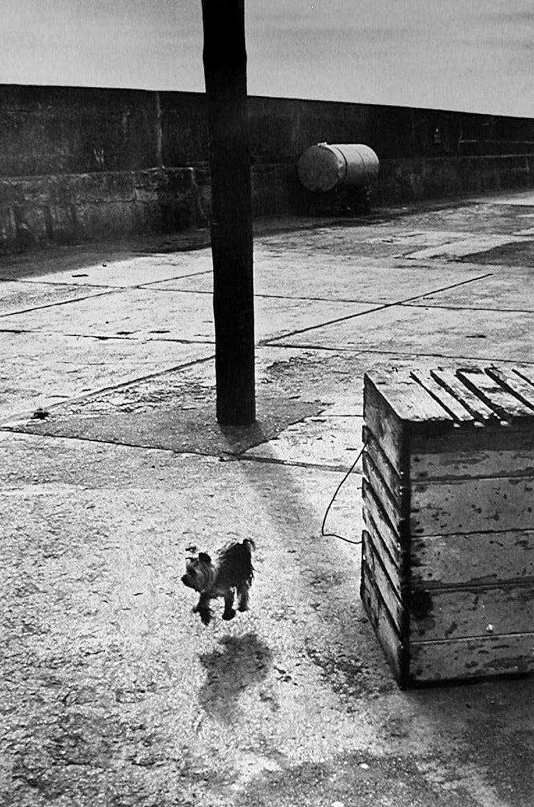 Elliott Erwitt Black and White Photograph - Ballycotton, Ireland