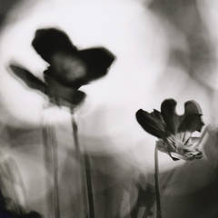 Pansies 10