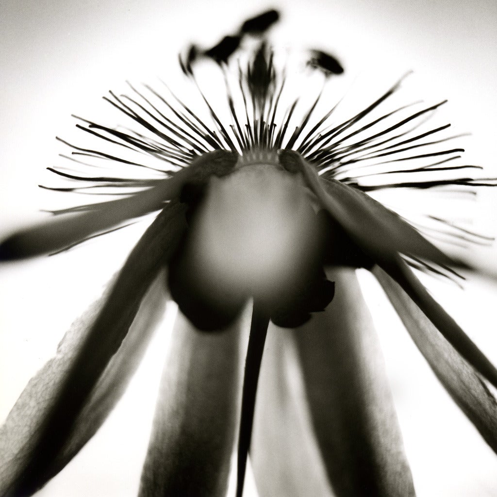 David Johndrow Still-Life Photograph – Blumenblume Nr. 1