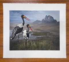 Saddle-Billed Storks