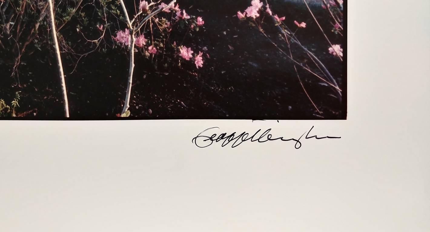 Bayou-Bütte (Schwarz), Landscape Photograph, von Geoff Winningham