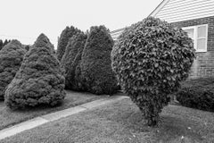 40°32'14.55" N 75°29'57.34"W - Black and White Landscape, Shrubs, Bushes, Trees
