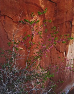 Redbud in voller Blüte:: versteckte Passage:: Glen Canyon. 10. April 1963