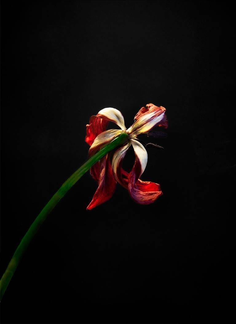 John Herrin Still-Life Photograph - Flower #1