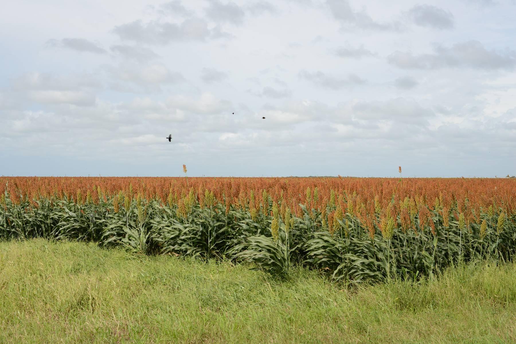 Peter Brown Landscape Photograph – Südtexas: Sorghumfeld mit schwarzen Vögeln in der Nähe von Falfurrias