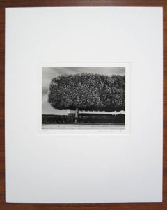 Windy Trees, Les Tuileries, Paris, France