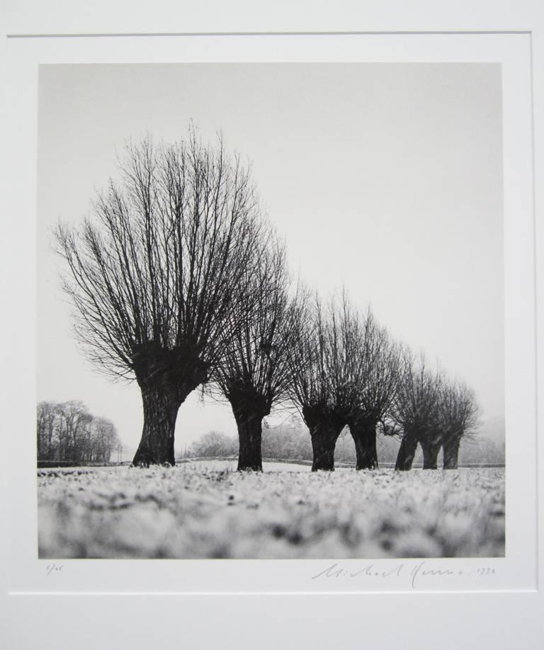 pollarded trees in france