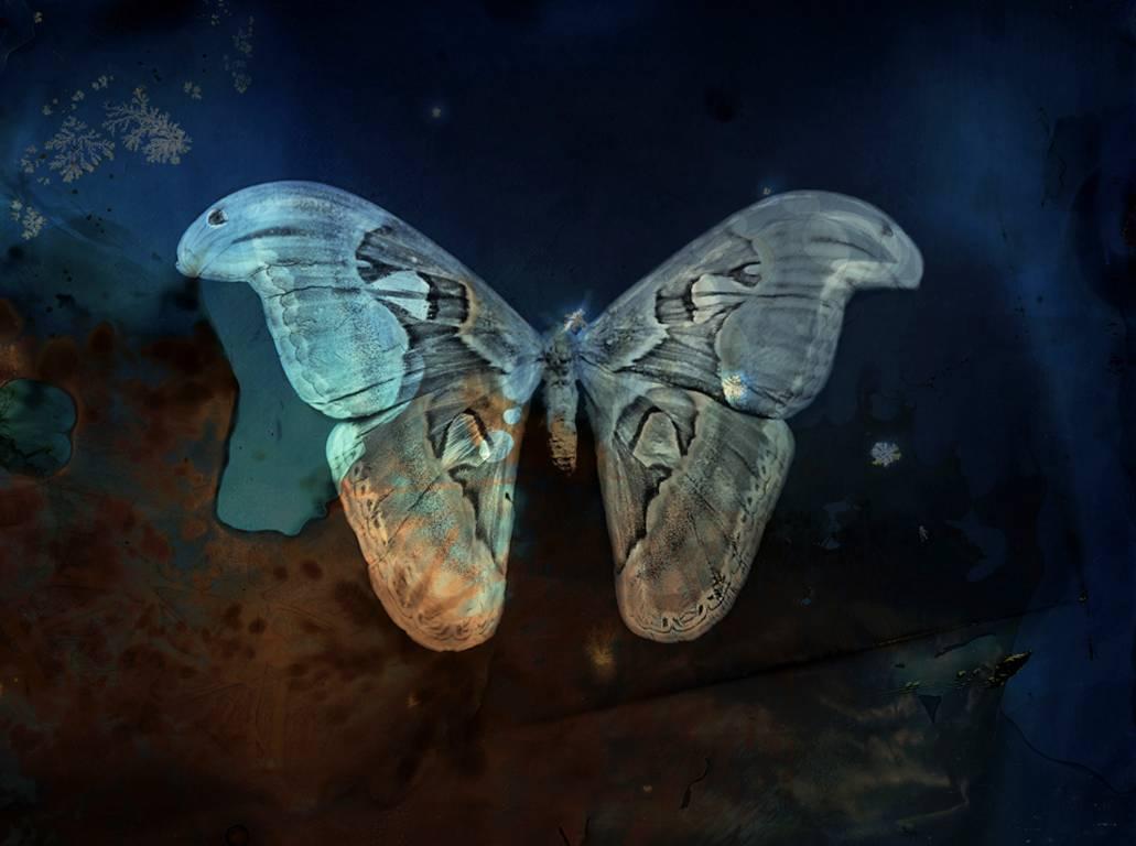 Keith Carter b.1948 Still-Life Photograph - Blue Atlas Moth
